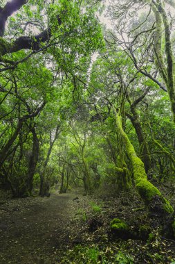 Lush Laurisilva Ormanı 