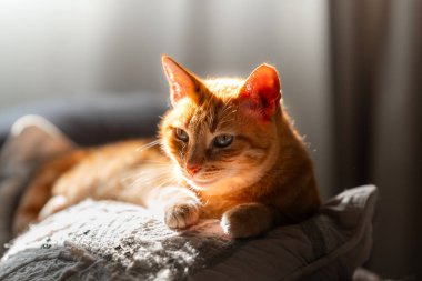Yeşil gözlü kahverengi tekir kedi, pencerenin altındaki kanepede yatıyor.