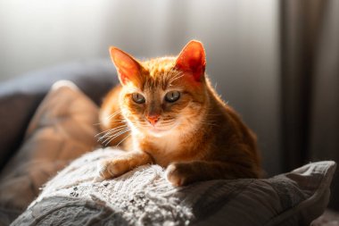 Yeşil gözlü kahverengi tekir kedi, pencerenin altındaki kanepede yatıyor.