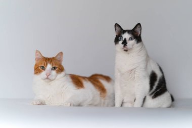 Beyaz bir geçmişi olan iki yerli beyaz kedi.