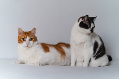 Beyaz bir geçmişi olan iki yerli beyaz kedi.