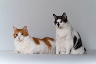 Beyaz bir geçmişi olan iki yerli beyaz kedi.
