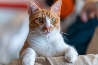 Kanepede yatan sarı gözlü kahverengi ve beyaz kedi. Kapat.