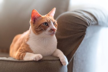 Kanepede yatan sarı gözlü kahverengi ve beyaz kedi. Kapat.