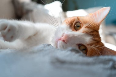 Kanepede yatan sarı gözlü kahverengi ve beyaz kedi. Kapat.