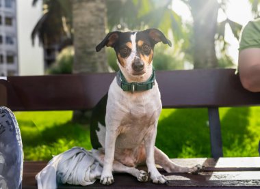 Gün batımında parkta melez bir köpek.