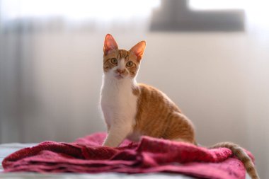 Kahverengi ve beyaz kedi kırmızı bir battaniyeye oturmuş kameraya bakıyor.