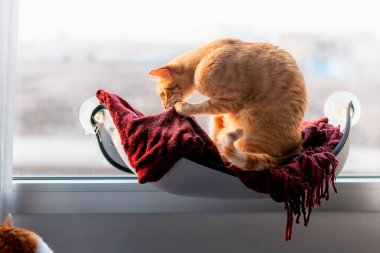 Kahverengi tekir kedi Pencere kenarında bir hamakta oturuyor