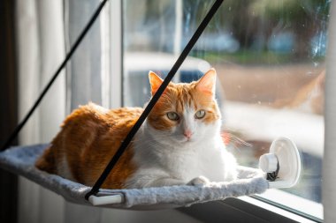 Kahverengi ve beyaz kediler, sarı gözlü hamakta yatıyorlar.