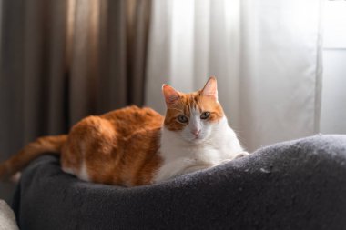 # Sarı gözlü kahverengi tekir kedi # # Pencerenin yanındaki kanepede uzanıyor #