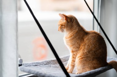 Kahverengi tekir kedisi, yeşil gözlü hamakta oturuyor.