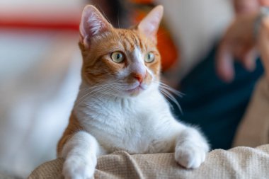 Kahverengi ve beyaz kediler, sarı gözleri var.