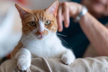 Kahverengi ve beyaz kediler, sarı gözleri var.