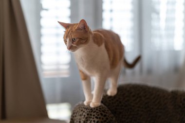 Sarı gözlü kahverengi ve beyaz kedi bir koltukta oturuyor.