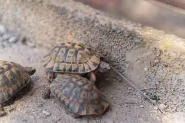 İki kara kaplumbağası gri zeminde yürüyorlar.