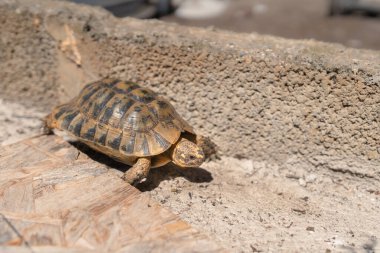 Kara kaplumbağası dışarıda gri zeminde yürüyor.