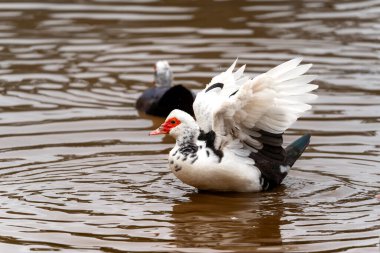 white duck swimming in a lagoon clipart