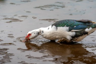 close up. Ducks swimming in an almost empty lagoon clipart