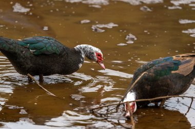 close up. Ducks swimming in an almost empty lagoon clipart