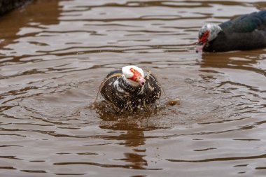 close up. Ducks swimming in an almost empty lagoon clipart