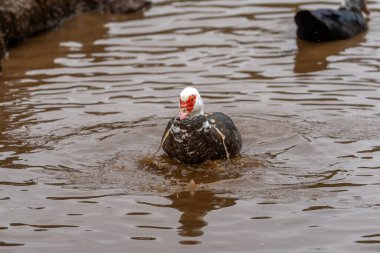 close up. Ducks swimming in an almost empty lagoon clipart