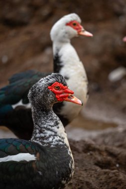 close up. Ducks swimming in an almost empty lagoon clipart