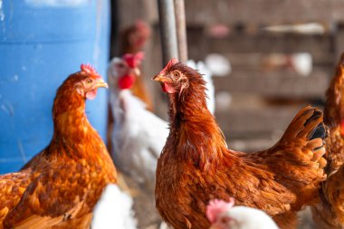 Tavuk kümesinde kahverengi tavuk