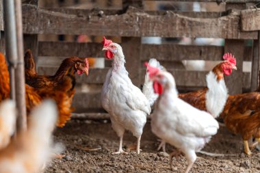 Tavuk kümesinde beyaz tavuklar