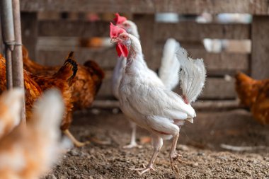 Tavuk kümesinde beyaz tavuklar