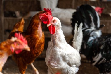 Tavuk kümesinde beyaz tavuklar