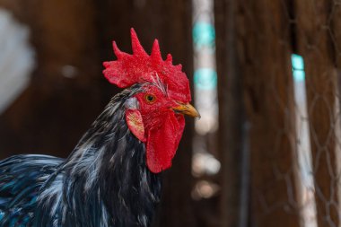 Tavuk kümesinde siyah kızartma makinesi. Kapat.