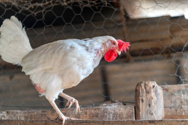 Tavuk kümesinde beyaz tavuklar