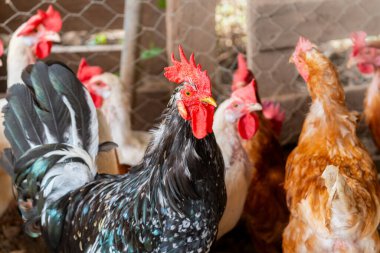 Tavuk kümesinde siyah kızartma makinesi. Kapat.