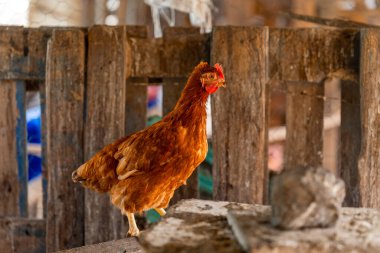 Tavuk kümesinde kahverengi tavuk
