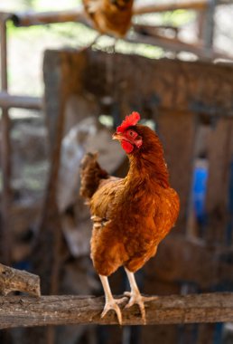 Tavuk kümesinde kahverengi tavuk