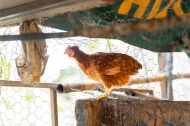 Tavuk kümesinde kahverengi tavuk