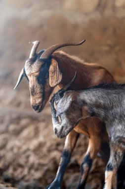 Ahırdaki keçiler. Kapat.