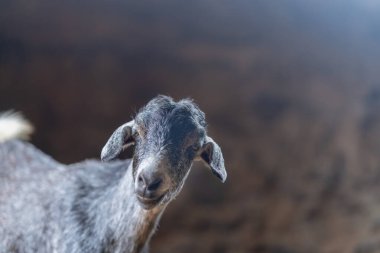 Ahırdaki keçiler. Kapat.
