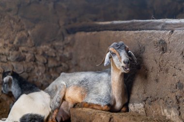 goats inside a stable. close up clipart