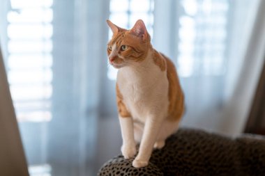 Kahverengi ve beyaz kedilerin sarı gözleri oturma odasında