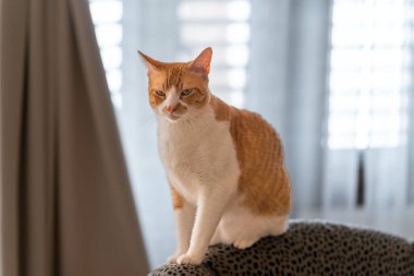 Kahverengi ve beyaz kedilerin sarı gözleri oturma odasında