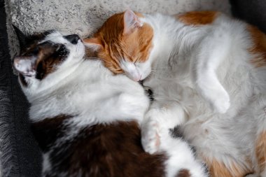 Kapat. İki evcil beyaz kedi bir kanepede birlikte uyurlar.