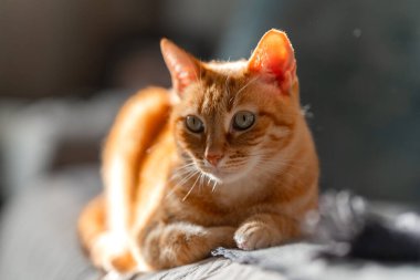 Gün batımında yeşil gözlü kahverengi tekir kedi.