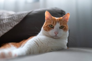  Gri bir kanepeye uzanmış sarı gözlü kahverengi ve beyaz kedi kameraya bakar. Kapat.