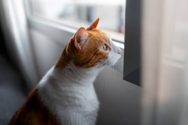 Sarı gözlü kahverengi ve beyaz kedi pencereden dışarı bakar. Yakın çekim