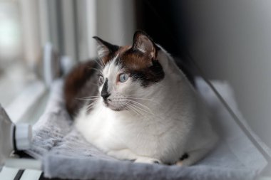 Mavi gözlü siyah beyaz kedi pencerenin kenarındaki hamakta yatıyor.