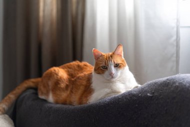 Kahverengi ve beyaz kedilerin sarı gözleri pencere kenarındaki kanepede uzanıyor.