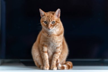 Siyah arka planı olan yeşil gözlü kahverengi tekir kedi.