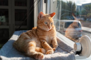 Kahverengi tekir kedi ve yeşil gözlü hamak pencerenin yanında.