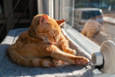 Kahverengi tekir kedi ve yeşil gözlü hamak pencerenin yanında.